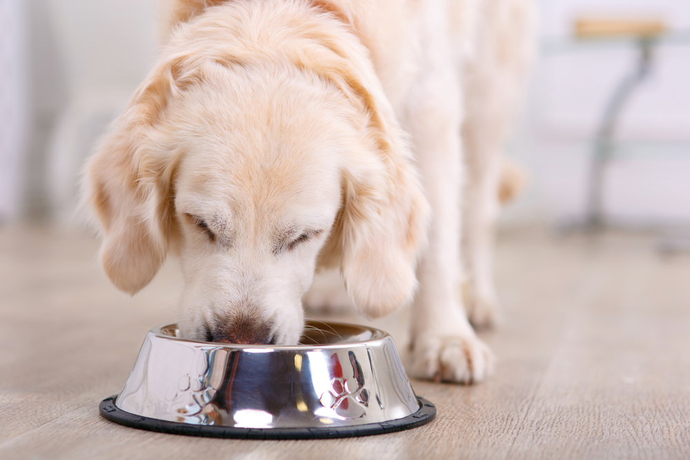 Heart disease in dogs food best sale