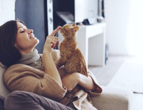 7 Crucial Reasons for Pet Wellness Care
