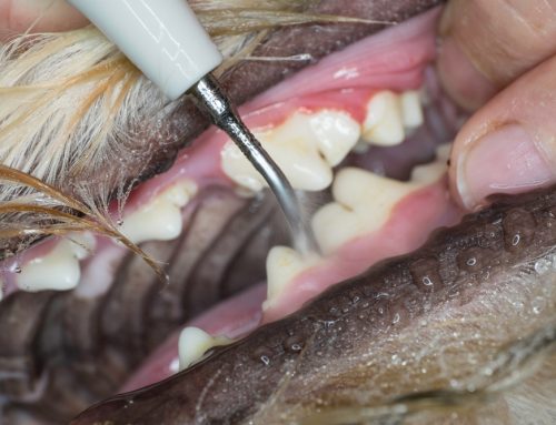 Tailored Dental Care: How Often Does Your Pet Need a Dental Cleaning?