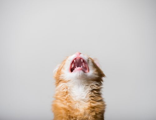 Understanding Feline Stress: A Guide for Cat Owners