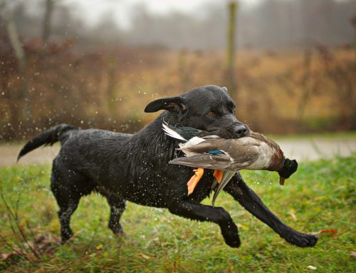 Hunting Season Safety Tips: How to Keep Your Dog Safe Outdoors