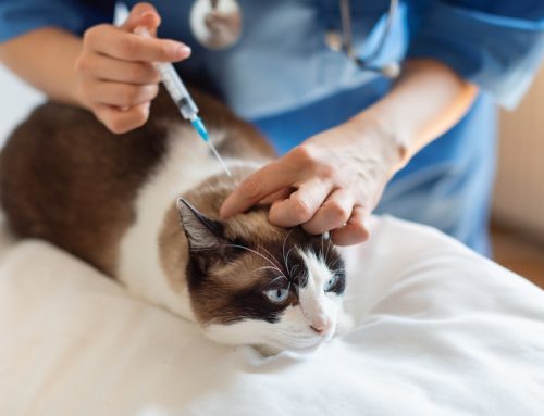 Answers to Your Cat Vaccine Questions