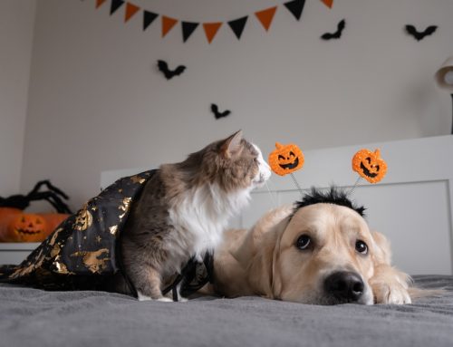 Halloween Safety for Pets: Protecting Your Pet This Spooky Season