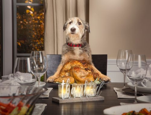 Ensuring a Safe and Healthy Thanksgiving for Your Pets