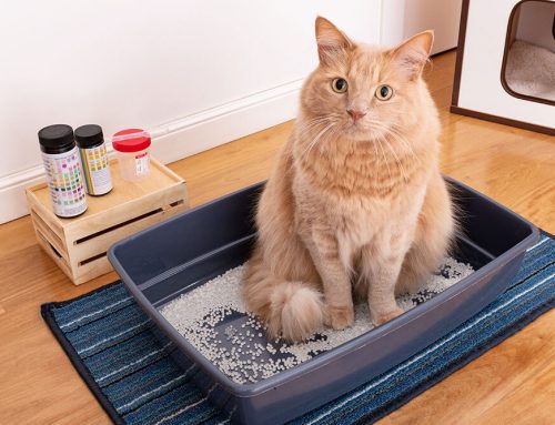 Understanding Cat Urinary Blockages: A Guide to Urinary Health