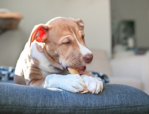 Ensuring Pet Smiles: Top Dental Chews and Toys for Oral Health