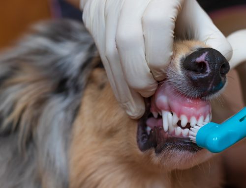 Healthy Teeth, Healthy Pet: Why Dental Care Matters More Than You Think