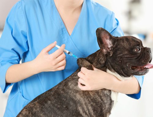 Is Your Pet Protected? The Importance of Pet Vaccinations