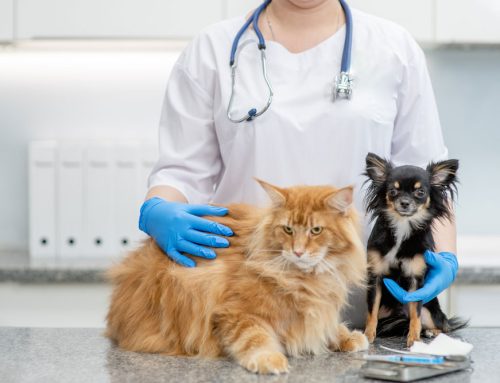 Pet Emergency Preparedness: Be Ready for the Unexpected