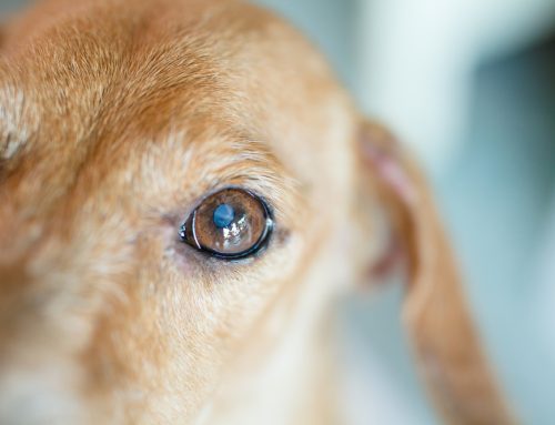 Managing Your Pet’s Chronic Pain with Holistic and Medical Care