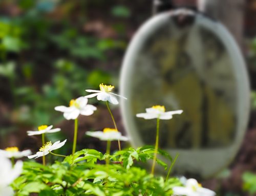 End-of-Life Care: Supporting Your Pet with Compassion and Dignity