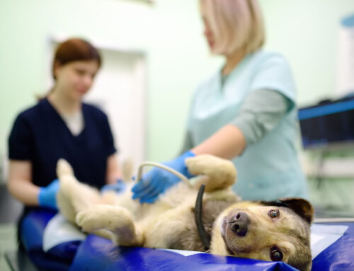 The Role of Ultrasound in Diagnosing Pet Health Issues