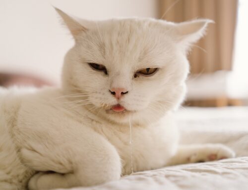 Common Breed-Related Diseases and Problems in Pets