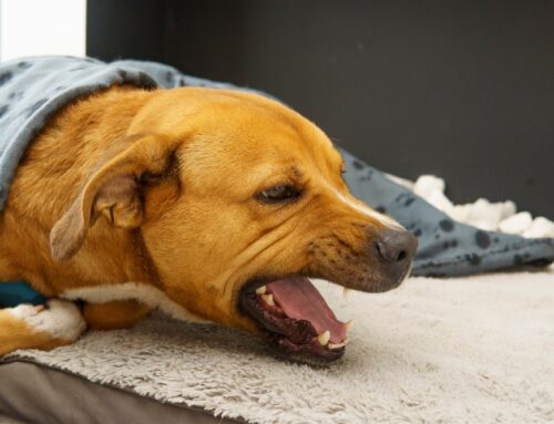 Kennel Cough in Dogs: Prevention and Treatment