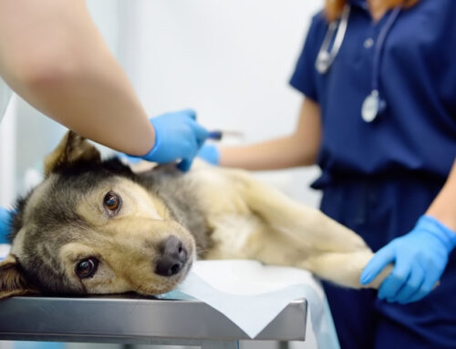 Signs of Cancer in Dogs and What to Expect During Treatment