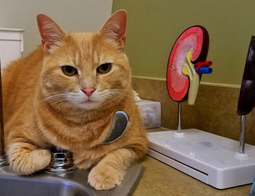Feline Kidney Disease: Early Signs and Long-Term Care